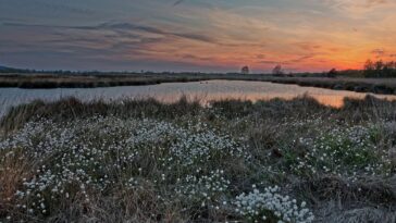 La Caroline du Sud pourrait perdre 1 million d'acres de zones humides alors que les protections fédérales disparaissent, indique le rapport