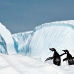 La grippe H5N1 tue maintenant des oiseaux sur le continent de l'Antarctique