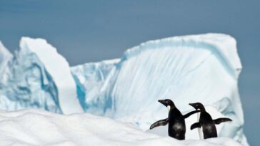 La grippe H5N1 tue maintenant des oiseaux sur le continent de l'Antarctique