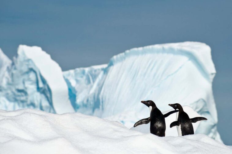 La grippe H5N1 tue maintenant des oiseaux sur le continent de l'Antarctique