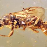 La guêpe ancienne a peut-être utilisé son arrière pour piéger les mouches