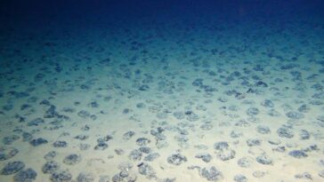 La vie profonde se remet encore de l'activité minière il y a 40 ans