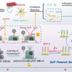 Le biocapteur auto-alimenté trouve et tue des bactéries dans des échantillons d