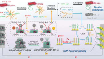Le biocapteur auto-alimenté trouve et tue des bactéries dans des échantillons d'eau