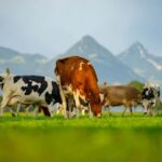 Le champignon offre une nouvelle façon de réduire le méthane dans des rotations de vache