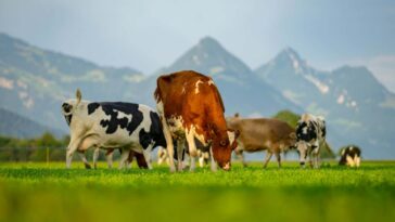 Le champignon offre une nouvelle façon de réduire le méthane dans des rotations de vache