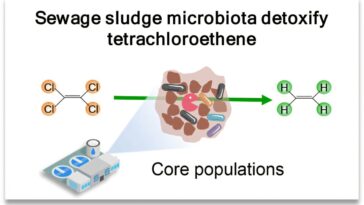 Le microbiote des boues d'égouts peut aider à nettoyer la pollution toxique du tétrachloroéthène