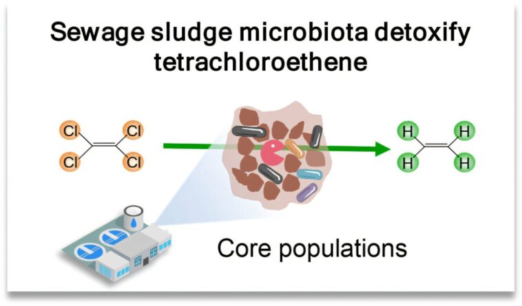 Le microbiote des boues d'égouts peut aider à nettoyer la pollution toxique du tétrachloroéthène