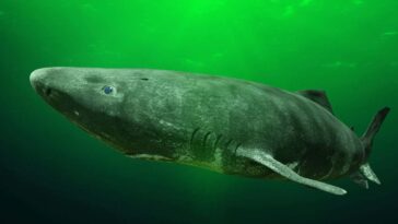 A Greenland shark photographed near the seabed