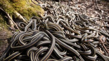 Mating Garter snakes