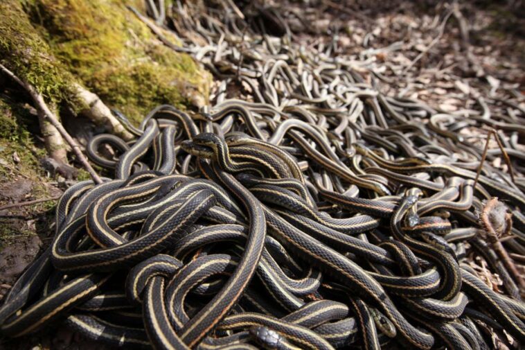 Mating Garter snakes
