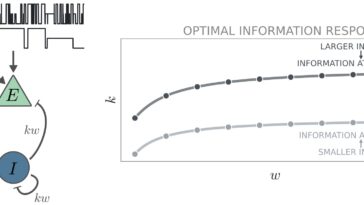 Le traitement optimal du cerveau nécessite un équilibre entre les neurones excitateurs et inhibiteurs, l'étude suggère