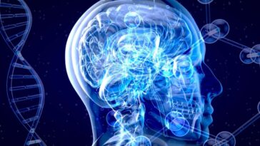 Les 13 médicaments et suppléments qui pourraient ralentir le vieillissement du cerveau