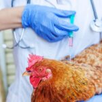 Les États-Unis peuvent commencer à vacciner les poulets et les vaches contre la grippe oiseau