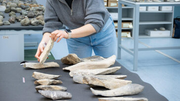 Une femme se penche sur une table de laboratoire recouverte de rangées soignées d'outils de fragments d'os