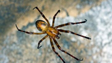 Les araignées des grottes utilisent leurs toiles d'une manière qui n'a jamais été vue auparavant