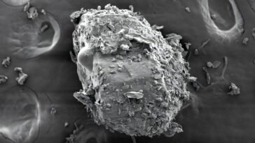 Les chercheurs documentent la taille des particules de la poussière du ménage trouvé sur les mains des enfants après le jeu