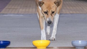 Les chiens semblent avoir une forte préférence pour les choses jaunes