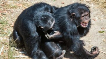 Male chimpanzees embracing