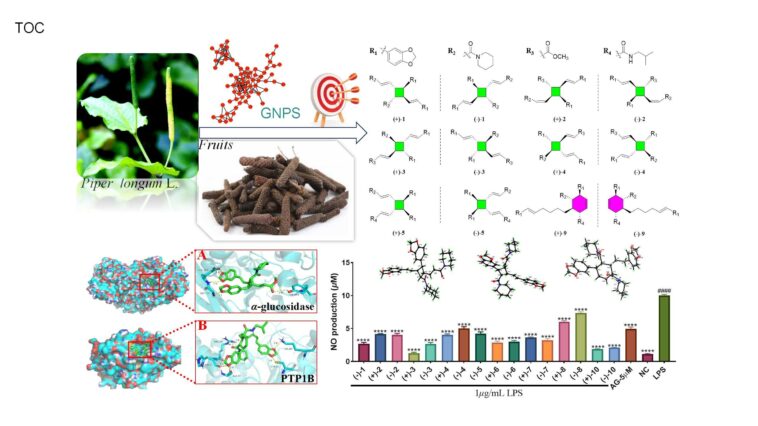 Les composés actifs des fruits de Piper Longum présentent un potentiel pour les aliments fonctionnels et les médicaments
