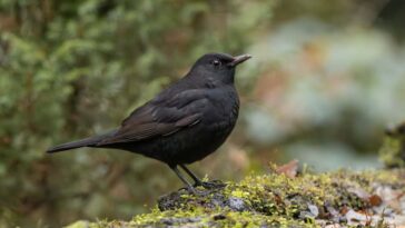 Les décès d'oiseaux noirs indiquent une menace de virus du Nil occidental imminent au Royaume-Uni