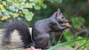 Les écureuils noirs peuvent évoluer en raison du roadkill dans les villes