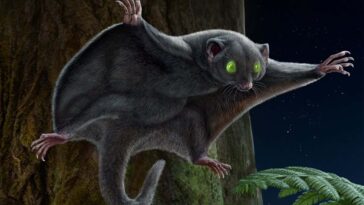 Les fossiles révèlent à quoi ressemblait la fourrure des premiers mammifères