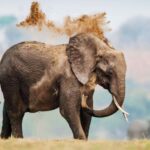 Les gros animaux présentent un risque de cancer plus élevé - mais ont également évolué de meilleures défenses