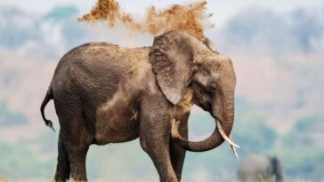 Les gros animaux présentent un risque de cancer plus élevé - mais ont également évolué de meilleures défenses