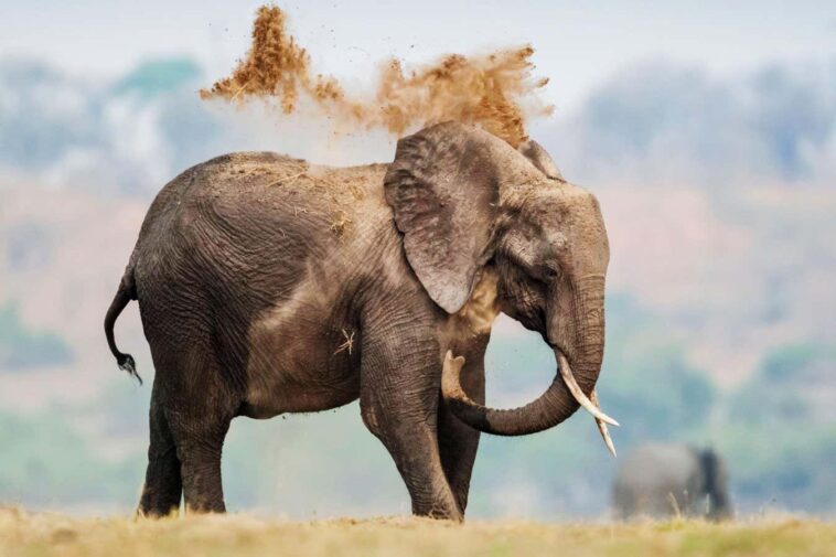 Les gros animaux présentent un risque de cancer plus élevé - mais ont également évolué de meilleures défenses