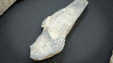 A bone that appears to have been fashioned into a tool, dating back 1.5 million years