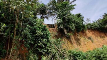 Les humains vivaient dans des forêts tropicales étonnamment tôt