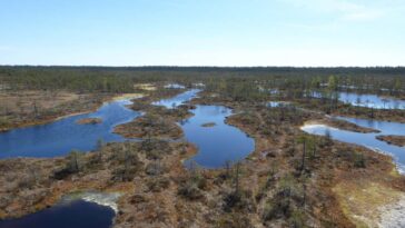 Les microalgues florissantes pourraient compenser les émissions alors que la planète se réchauffe