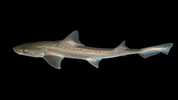 New Scientist. Science news and long reads from expert journalists, covering developments in science, technology, health and the environment on the website and the magazine.