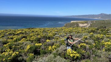 Les scientifiques de la NASA marquent des fleurs de fleurs sauvages pour comprendre notre planète en constante évolution