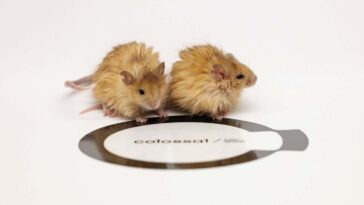 Les souris «laineuses» génétiquement conçues peuvent-elles aider à ramener le mammouth?