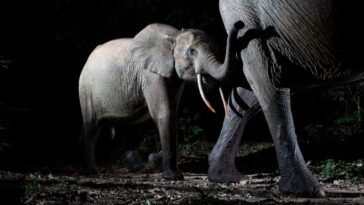 Will Burrard-Lucas Forest elephant