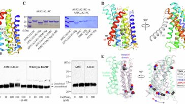 Micro-Metal-Movers: Les biochimistes sont à un pas de plus vers de meilleurs traitements contre le cancer