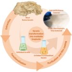 Mise à niveau de la kératine pour fabriquer un plastique biodégradable Mise à niveau de la kératine pour fabriquer un plastique biodégradable