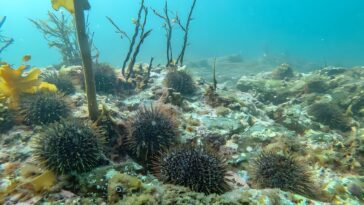 NZ espère stocker le carbone dans les écosystèmes marins - mais certains sont tellement dégradés qu'ils sont déjà une source d'émissions