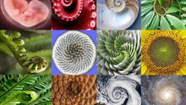 Pourquoi la nature aime-t-elle les spirales? Le lien vers l'entropie