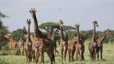 Pourquoi les girafes ont-elles des taches? Pas pour la raison que vous pourriez penser
