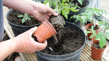 Potting on tomato seedlings, male gardener transplanting healthy plant from 3 inch pot to final position in 10 inch pot, Norfolk, England, April