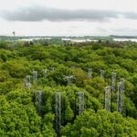 Pouvons-nous compter sur les forêts pour absorber le CO2 supplémentaire dans l'atmosphère?