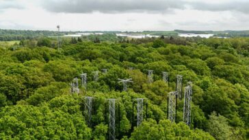 Pouvons-nous compter sur les forêts pour absorber le CO2 supplémentaire dans l'atmosphère?