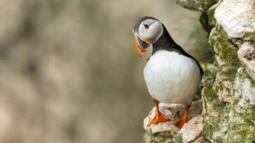 Atlantic puffin (Fratercula arctica) perched on Bempton cliffs. Yorkshire, UK. Cute bird portrait in spring.; Shutterstock ID 2162124261; purchase_order: -; job: -; client: -; other: -