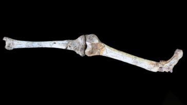 Un hominine inhabituellement minuscule approfondit le mystère de notre cousin Paranthropus