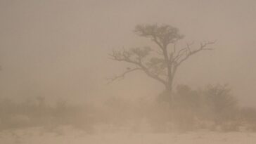 Vents dangereux de l'Afrique de l'Ouest: Harmattan transporte plus que la poussière - il propage également la maladie