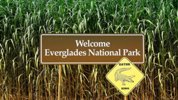25 ans de restauration des Everglades ont amélioré l'eau potable pendant des millions en Floride, mais un nouveau risque augmente
