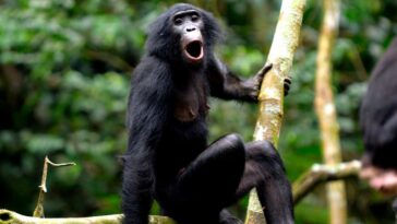 Bonobos utilise une sorte de syntaxe une fois considérée comme unique aux humains